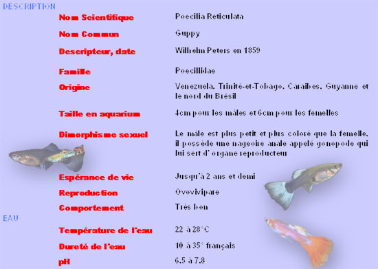 Carte d'identit du guppy
